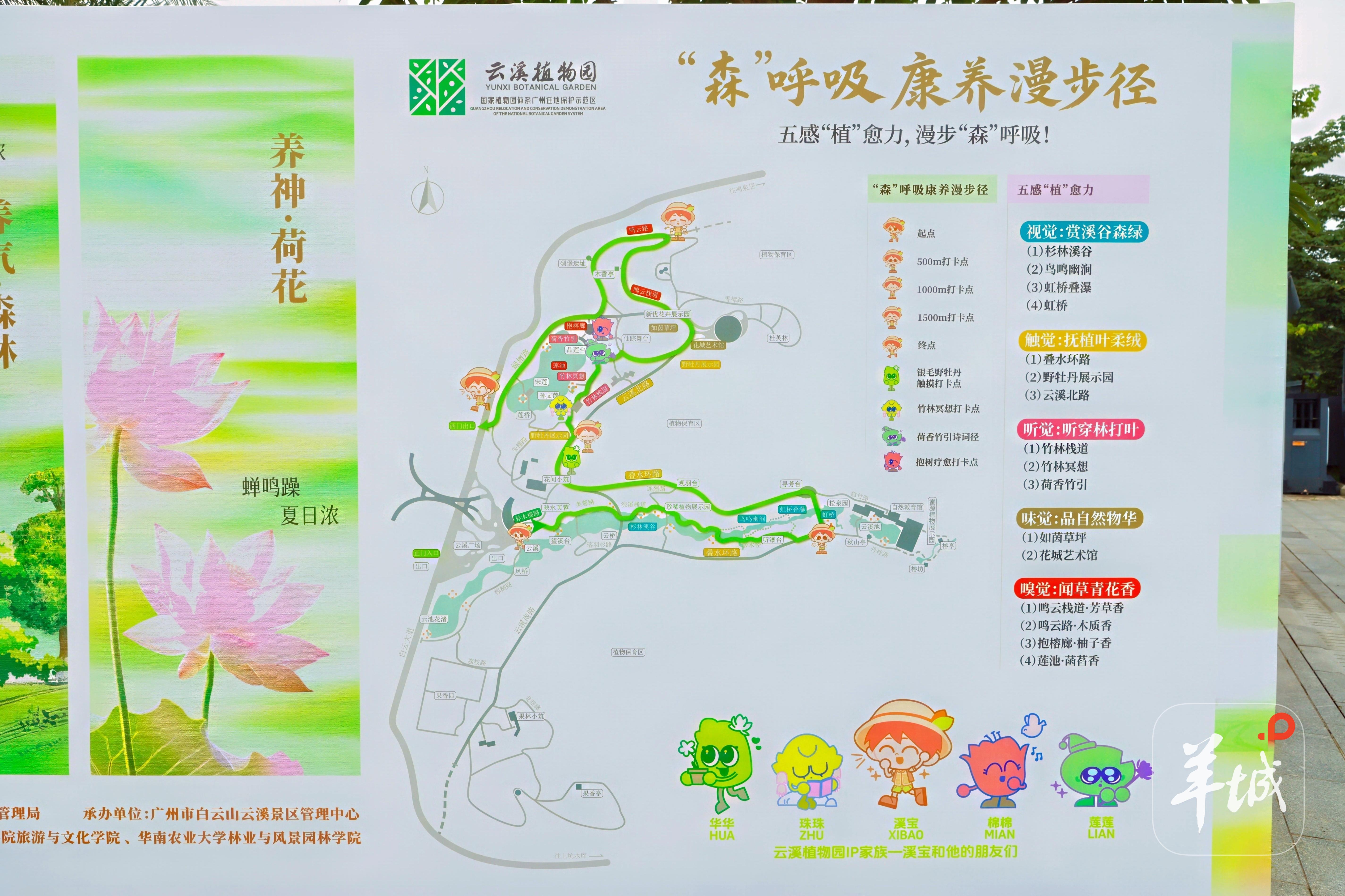 图集 2025夏日云溪森养季启幕开启康养身心新生态(图4)