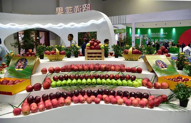 中央媒体走基层 “苹”添好日子！昭通绘苹果产业高质量发展新篇章(图3)