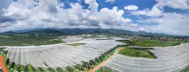 中央媒体走基层 “苹”添好日子！昭通绘苹果产业高质量发展新篇章(图2)