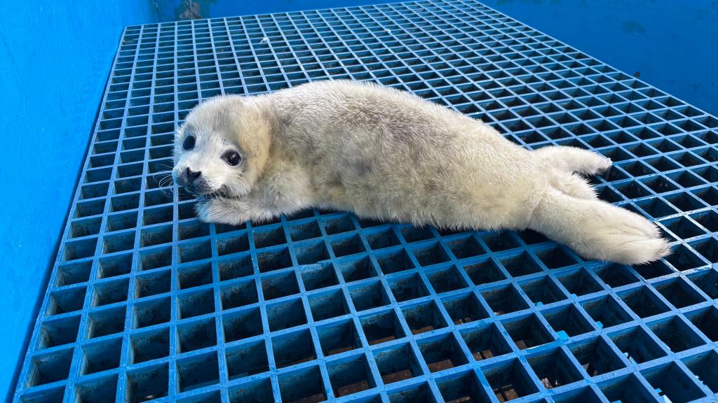 这群被救助的斑海豹有宝宝了(图2)