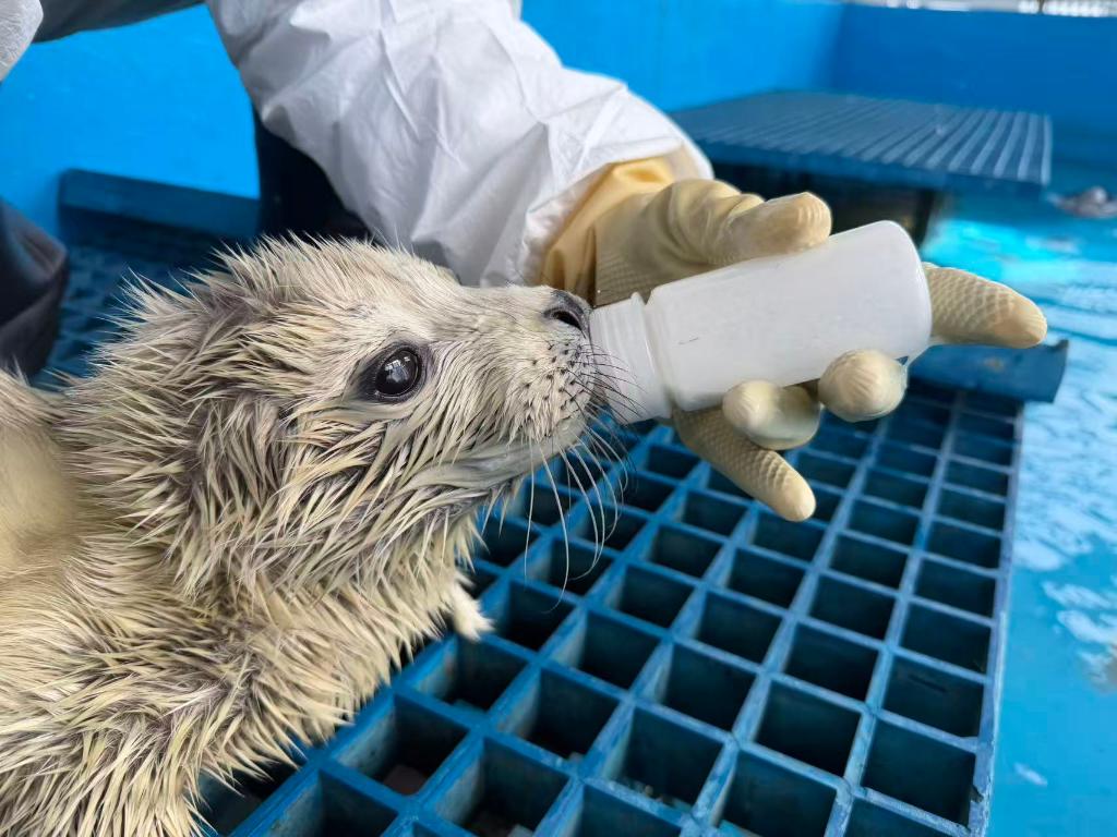 这群被救助的斑海豹有宝宝了(图1)